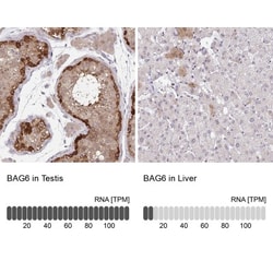 BAT3/BAG6 Antibody, Novus Biologicals:Antibodies:Primary Antibodies